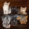 Tiger cat family (50 x 50 actual picture size)