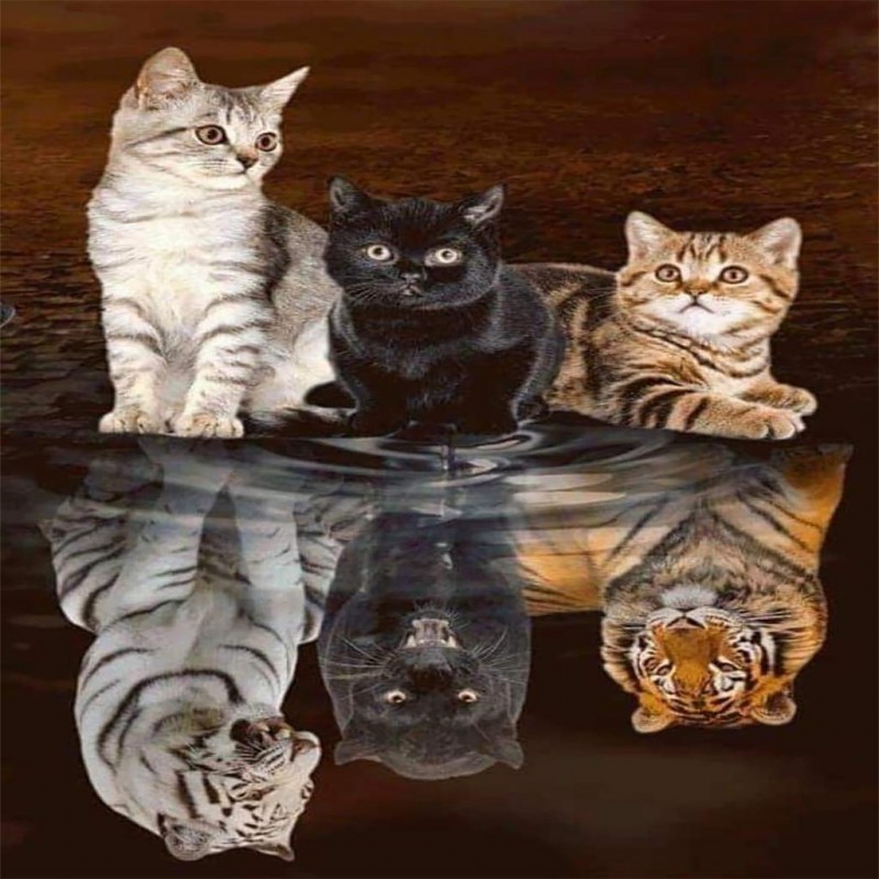 Tiger cat family (50...