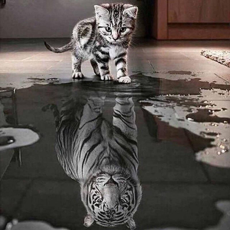 Tiger Cat (50 x 50) ...