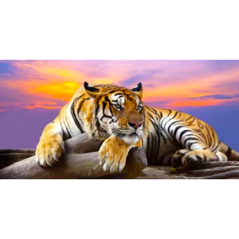 Tiger 2 (40 x 80 act...