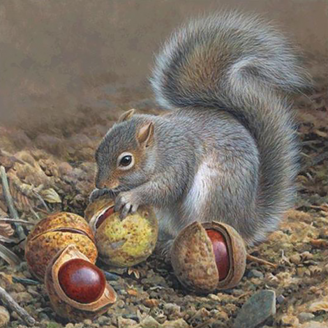 Squirrel With His Nuts (50 x 50 actual picture size)