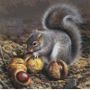Squirrel With His Nuts (50 x 50 actual picture size)