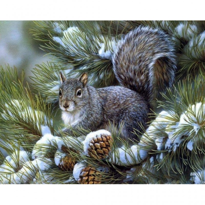Squirrel (48 x 62) p...