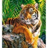 Resting Tiger (50 x 55 actual picture size)