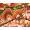 Red Squirrel 3 (40 x 50 actual picture size)