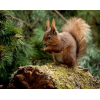 Red Squirrel 2 (40 x 50 actual picture size)