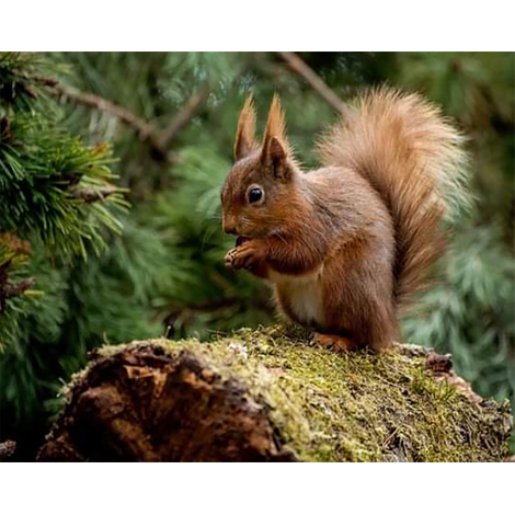 Red Squirrel 2 (40 x 50 actual picture size)