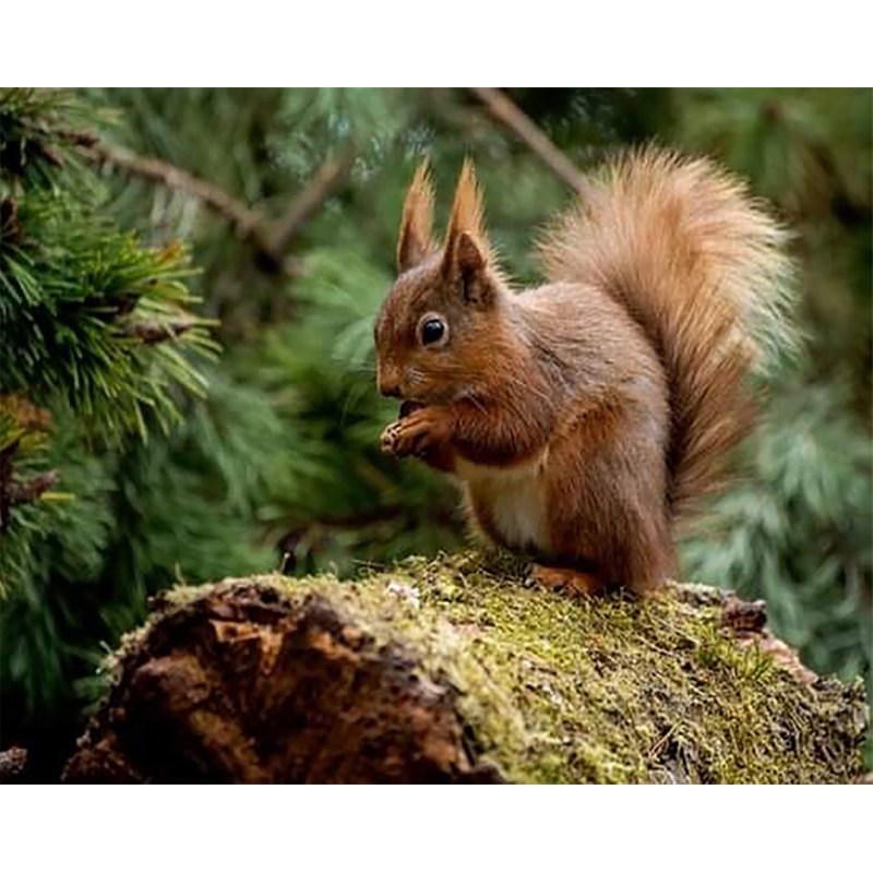 Red Squirrel 2 (40 x...
