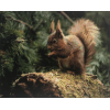 Red Squirrel 2 (40 x 50 actual picture size)