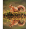 Red Squirrel 1 (40 x 50 actual picture size)