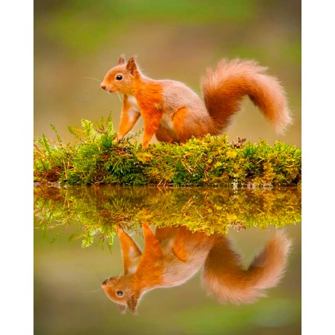 Red Squirrel 1 (40 x 50 actual picture size)