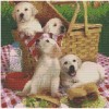 Puppy Picnic 40 x 40 picture size