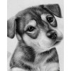 Puppy Drawing (40 x 50 actual picture size)