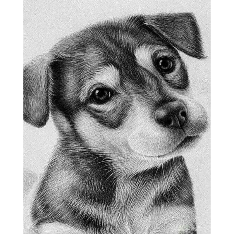 Puppy Drawing (40 x ...