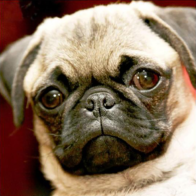 Pug 1 (50 x 50 actua...