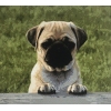 Pug (45 x 50 actual picture size)
