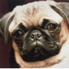Pug 1 (50 x 50 actual picture size)