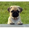 Pug (45 x 50 actual picture size)