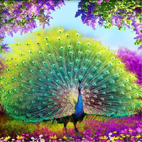 Peacock (50 X 50)