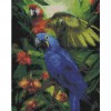 Parrots Playing. 50 x 63 picture size