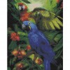Parrots Playing. 50 x 63 picture size
