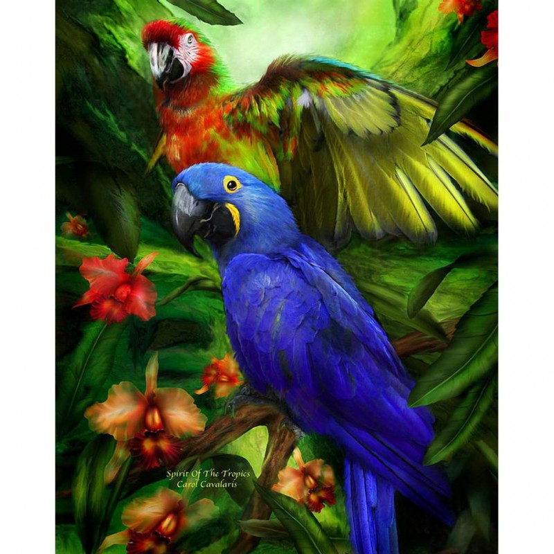 Parrots Playing. 50 ...