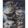 Owl Collection (40 x 50)