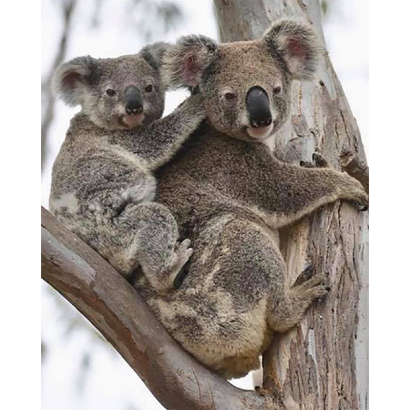 Koalas (40 x 50)