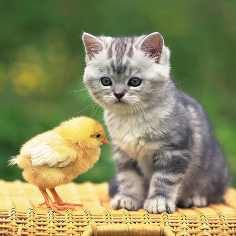 kitten With A Chick (50 x 50 actual picture size)