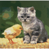 kitten With A Chick (50 x 50 actual picture size)