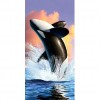 Killer Whale Playing 48 x 97 picture size