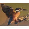 Kingfisher (40 x 50)