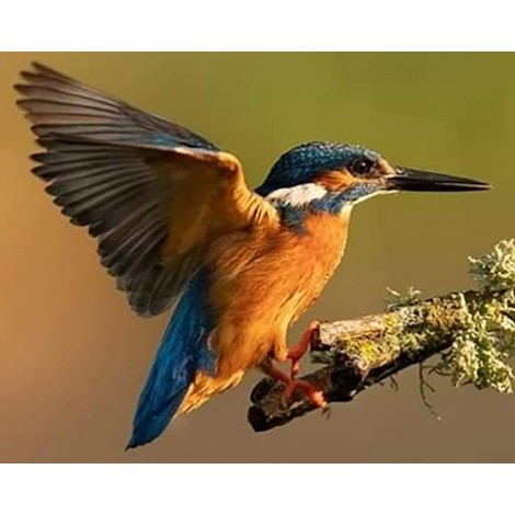 Kingfisher (40 x 50)