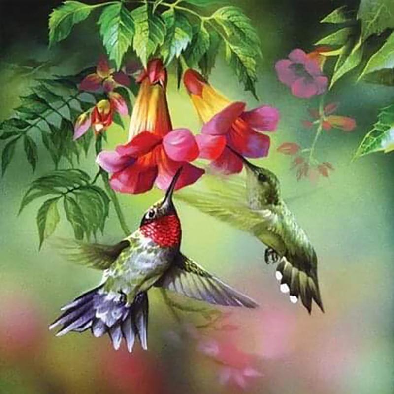 Humming Birds (50 x ...