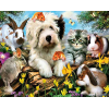 Household Pets (40 x 50 actual picture size)