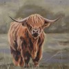 Highland Cow 11 (50 x 50 actual picture size)