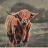 Highland Cow 11 (50 x 50 actual picture size)