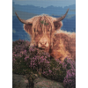 Highland Cow 1 (50 x 70 actual picture size)