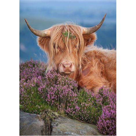 Highland Cow 1 (50 x 70 actual picture size)
