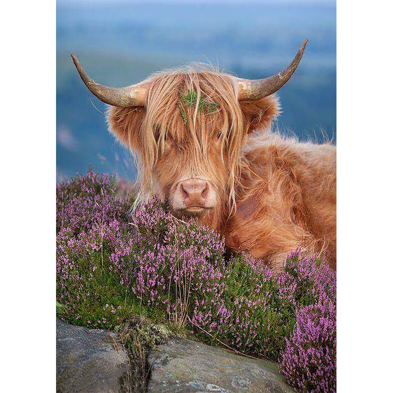 Highland Cow 1 (50 x...