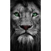 Green Eyed Lion (30 x 50 actual picture size)