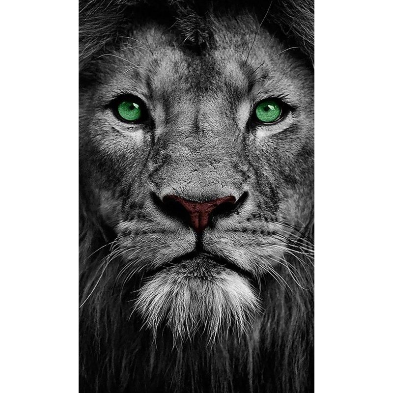 Green Eyed Lion (30 ...