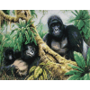 Gorills Family (40 x 50 actual picture size)