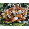 Fox Family 1 (40 x 50 actual picture size)
