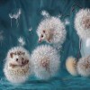 Floating Hedgehog (50 x 50)