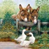 Duck & Donkey (50 x 50)