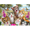 Crazy Cats (50 x 70 actual picture size)
