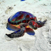 Colourful Turtle (50 x 50 actual picture size)