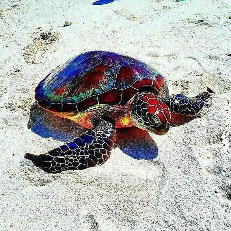 Colourful Turtle (50...