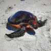 Colourful Turtle (50 x 50 actual picture size)